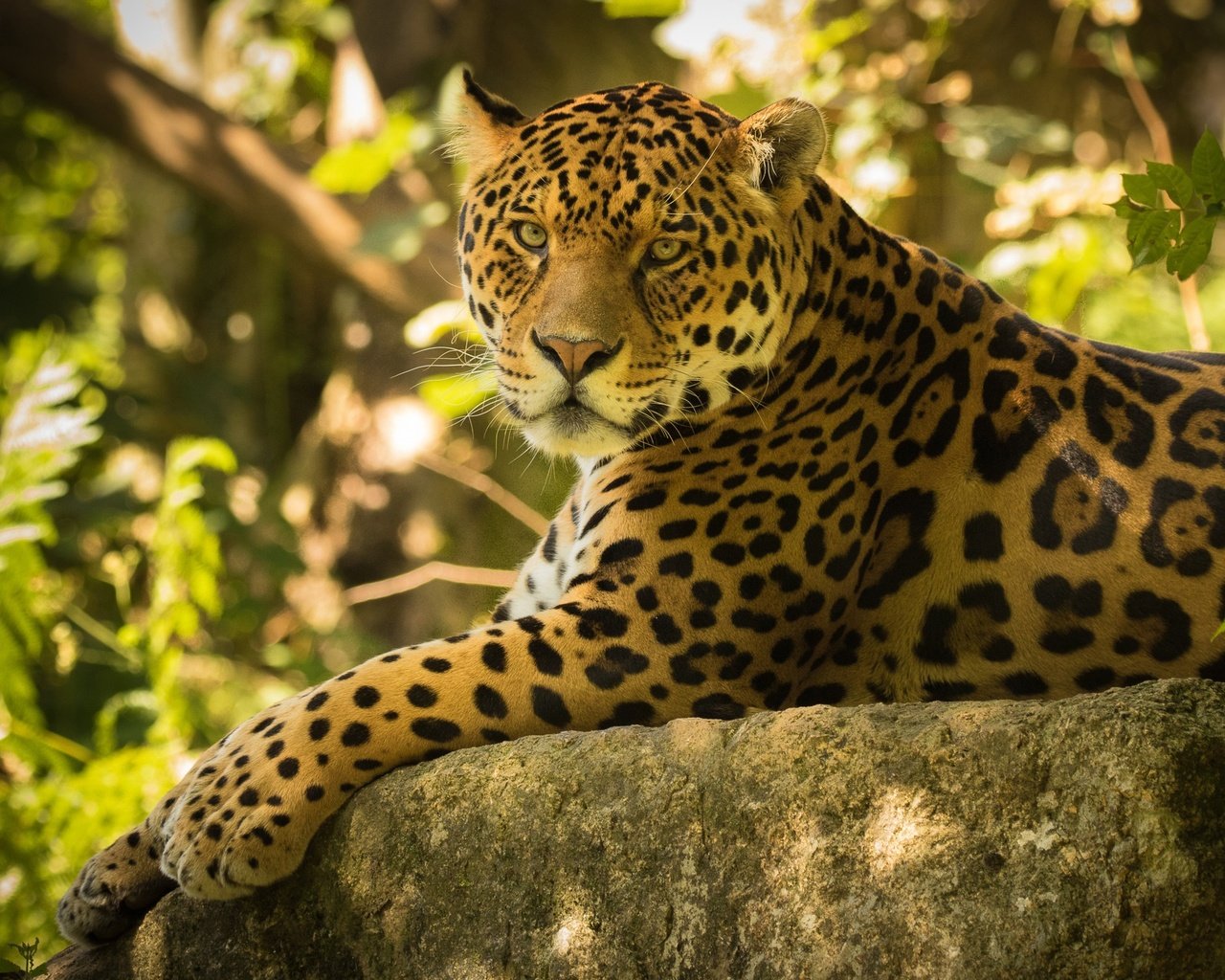 Обои взгляд, хищник, камень, большая кошка, ягуар, дикая кошка, look, predator, stone, big cat, jaguar, wild cat разрешение 2880x1800 Загрузить