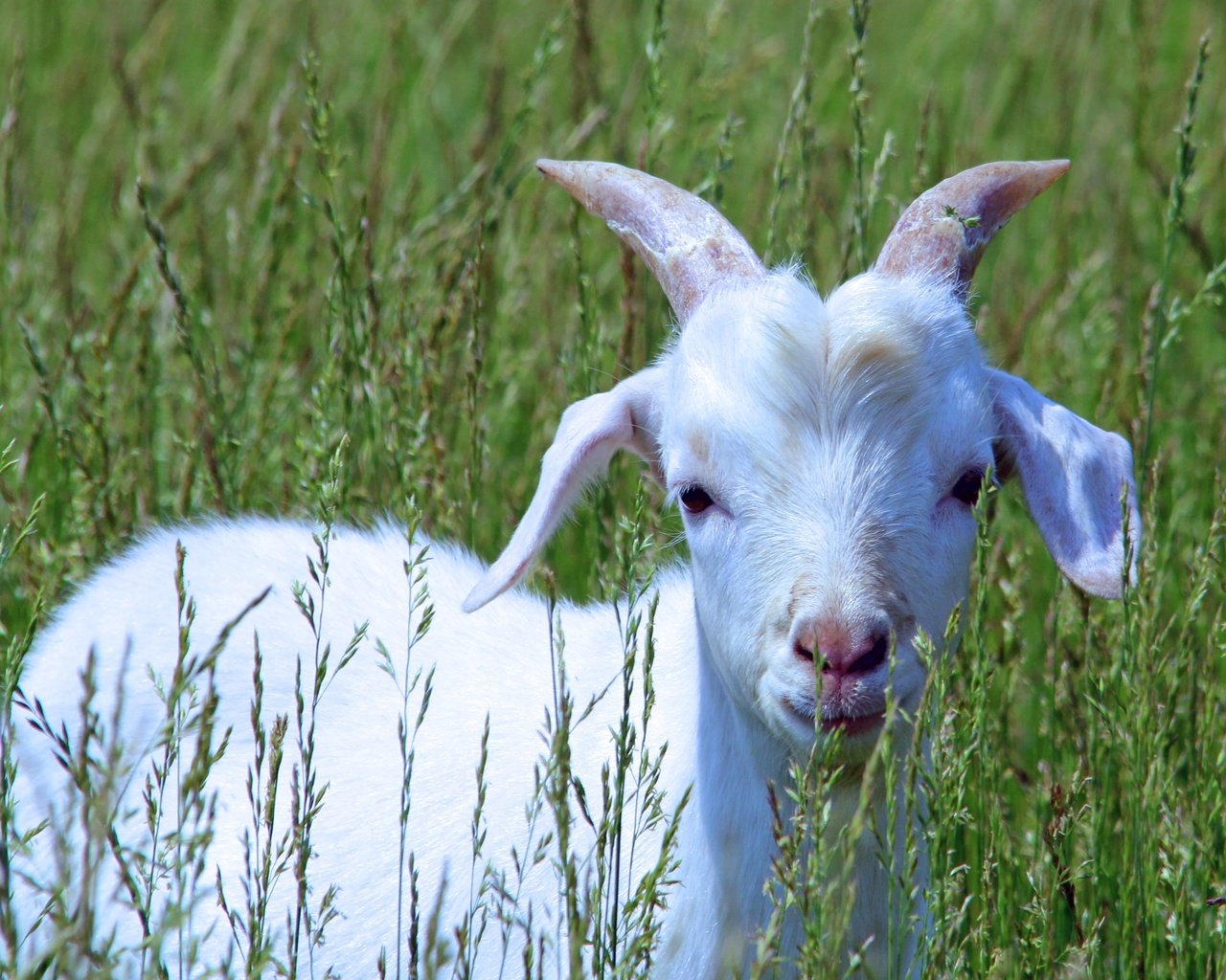 Обои трава, белый, коза, прогулка, детеныш, козленок, grass, white, goat, walk, cub разрешение 4007x2771 Загрузить