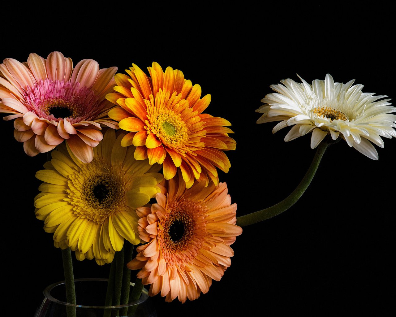 Обои цветы, лепестки, черный фон, букет, герберы, гербера, flowers, petals, black background, bouquet, gerbera разрешение 2048x1337 Загрузить