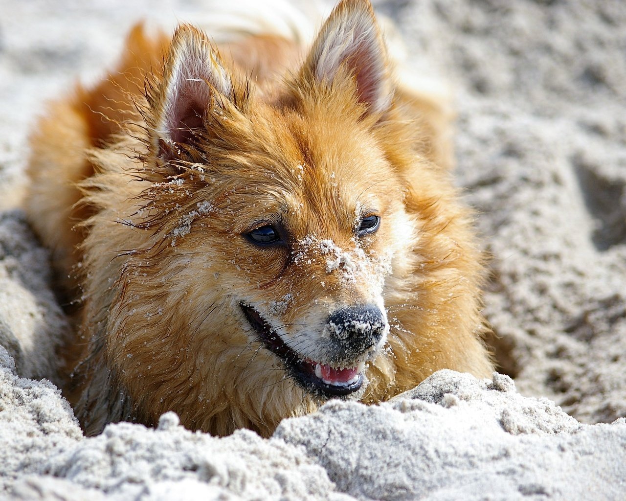 Обои цветы, песок, мордочка, взгляд, рыжая, cобака, flowers, sand, muzzle, look, red, dog разрешение 3008x2000 Загрузить