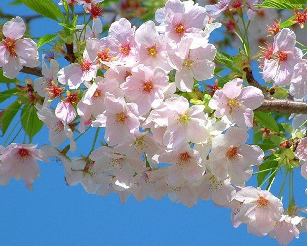Обои природа, цветение, ветви, весна, сакура, nature, flowering, branch, spring, sakura разрешение 1920x1200 Загрузить