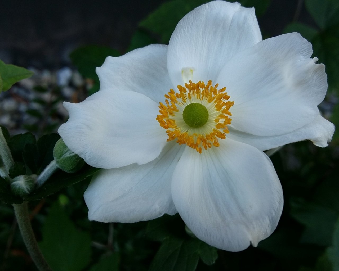 Обои макро, цветок, лепестки, белый, анемона, macro, flower, petals, white, anemone разрешение 3840x2160 Загрузить