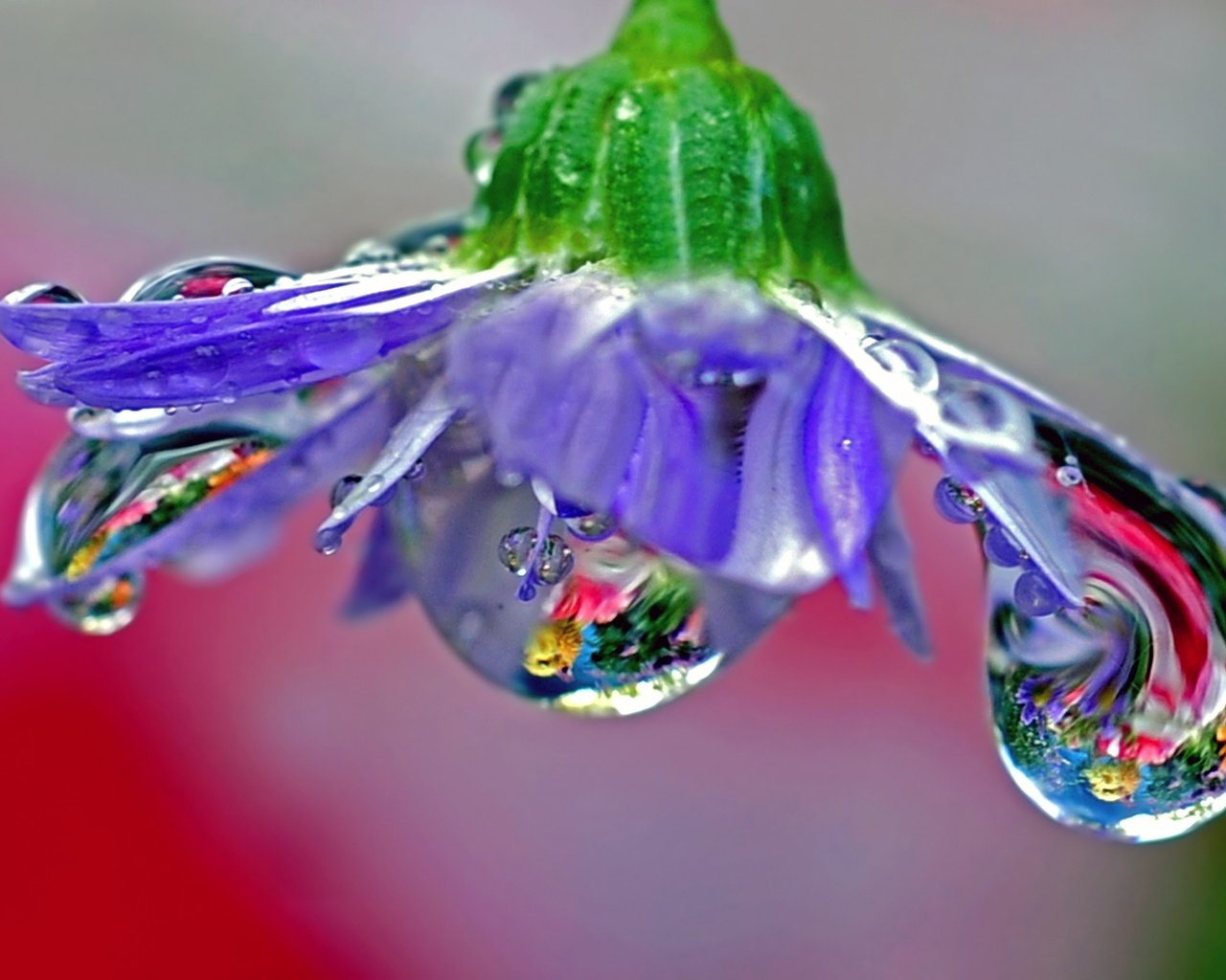 Обои макро, отражение, цветок, роса, лепестки, голубой, macro, reflection, flower, rosa, petals, blue разрешение 2560x1600 Загрузить