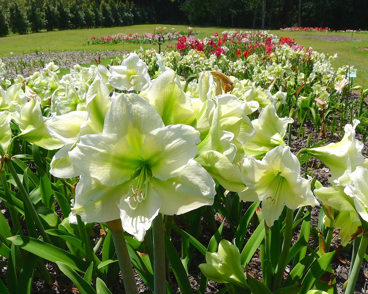 Обои цветы, белые, амариллис, flowers, white, amaryllis разрешение 3200x1800 Загрузить