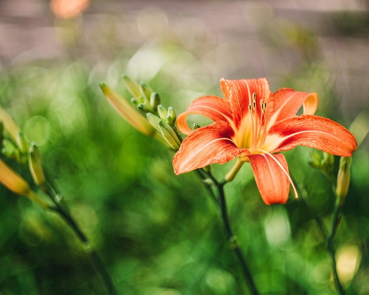 Обои цветы, листья, лепестки, лилия, оранжевая, flowers, leaves, petals, lily, orange разрешение 2048x1365 Загрузить