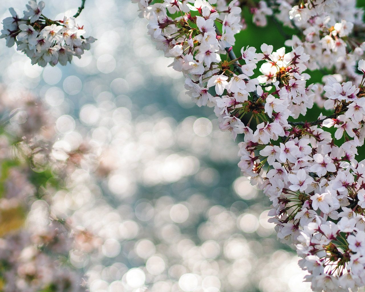 Обои цветы, цветение, макро, ветки, весна, боке, flowers, flowering, macro, branches, spring, bokeh разрешение 1920x1200 Загрузить