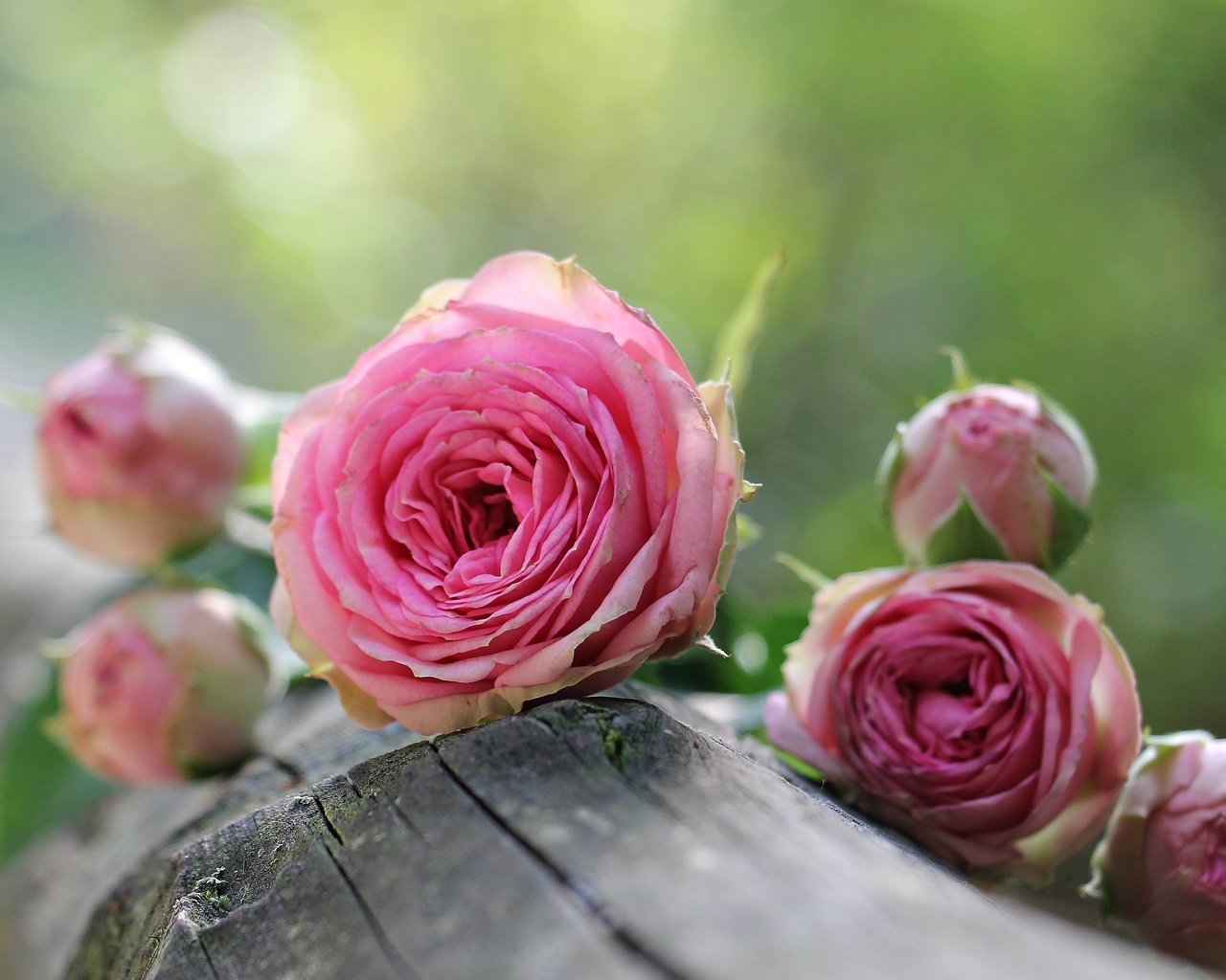 Обои цветы, бутоны, розы, лепестки, розовые, бревно, flowers, buds, roses, petals, pink, log разрешение 4614x2845 Загрузить