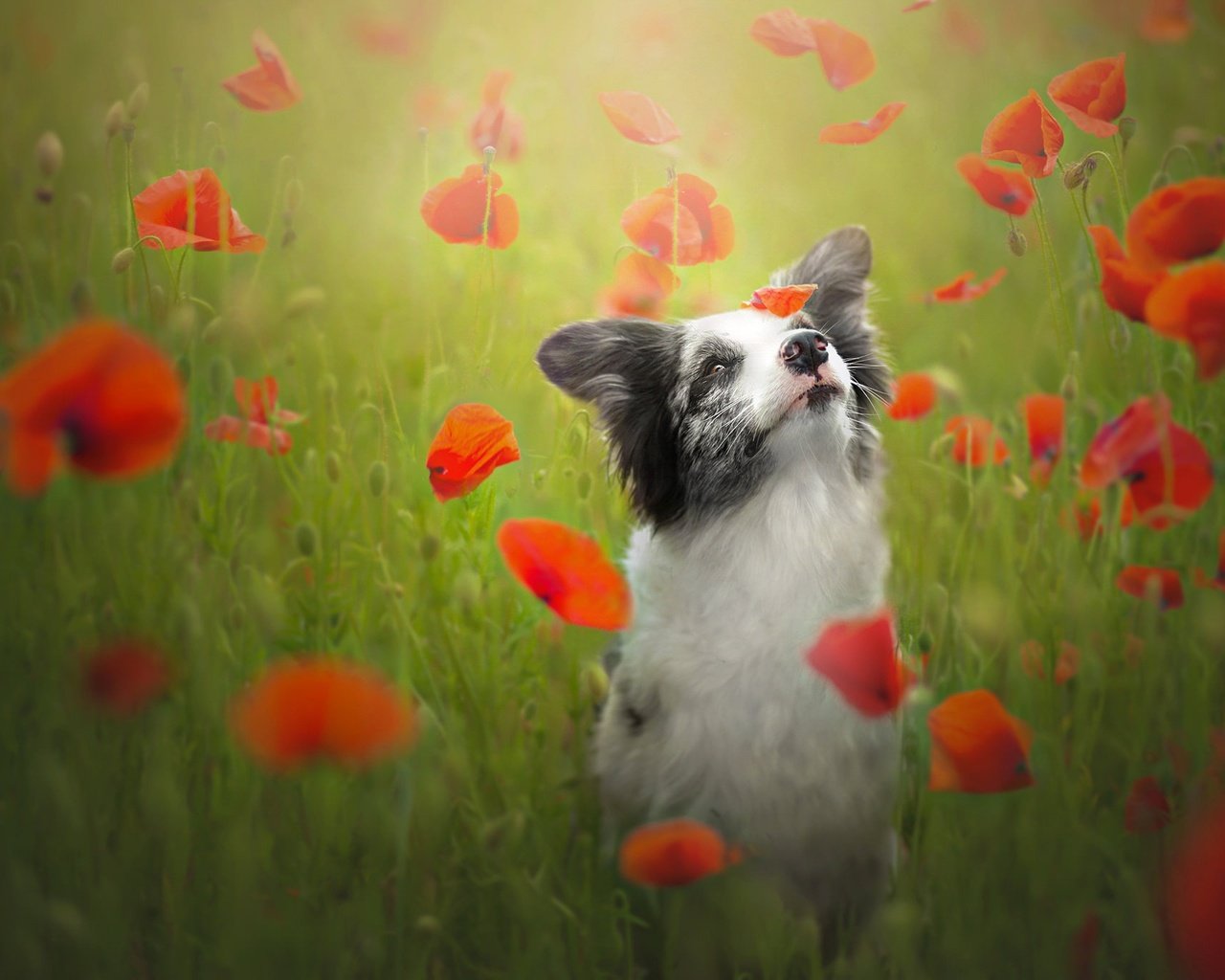 Обои цветы, красные, собака, маки, луг, бордер-колли, flowers, red, dog, maki, meadow, the border collie разрешение 2048x1365 Загрузить