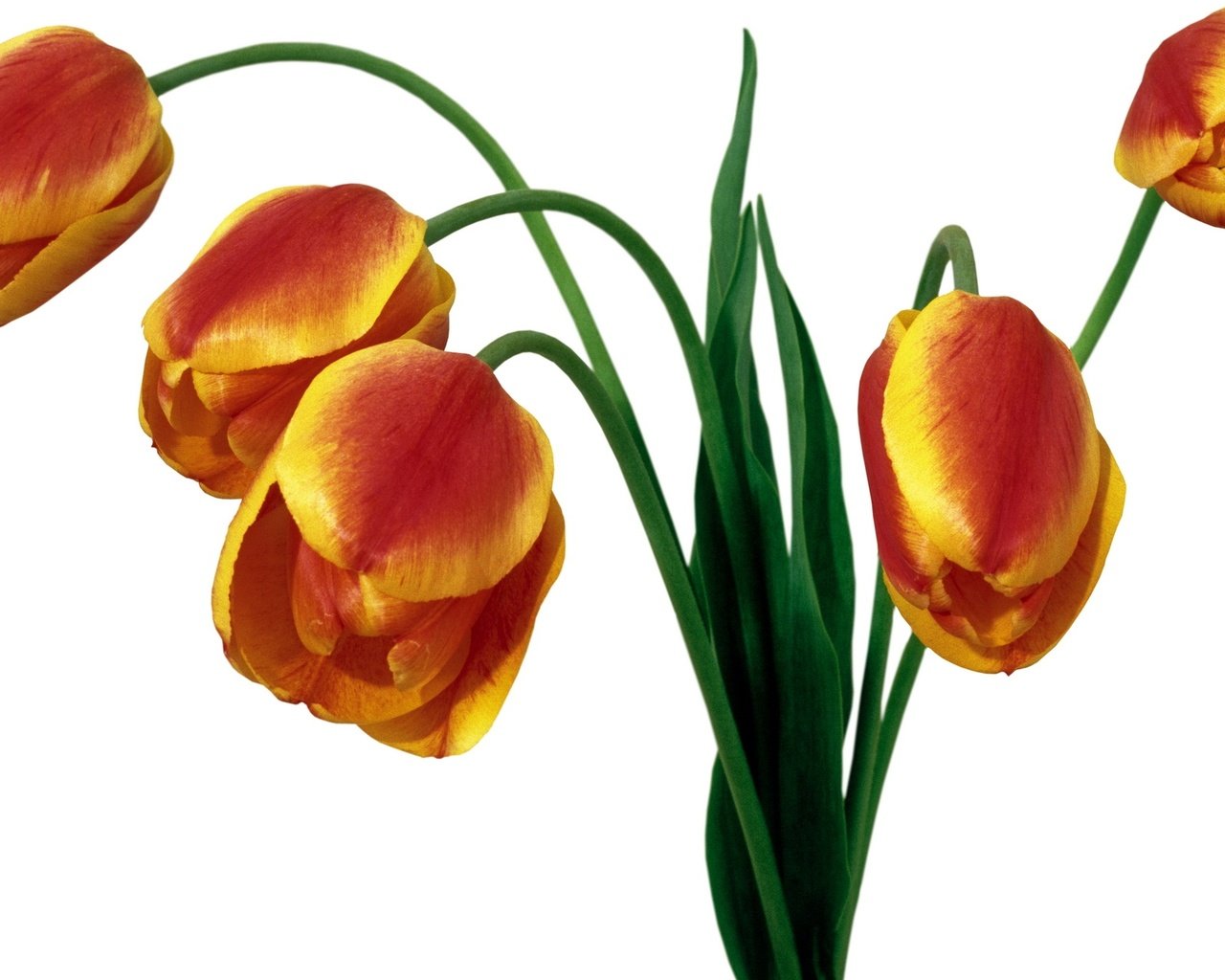 Обои цветы, букет, тюльпаны, белый фон, flowers, bouquet, tulips, white background разрешение 1920x1280 Загрузить