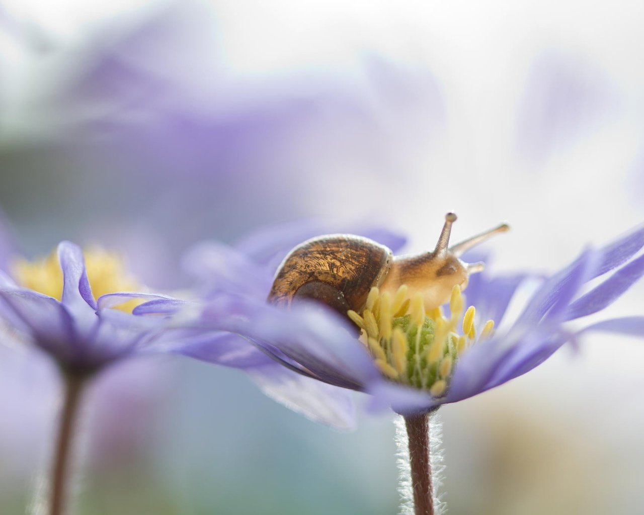 Обои цветы, природа, макро, лепестки, улитка, flowers, nature, macro, petals, snail разрешение 2048x1365 Загрузить