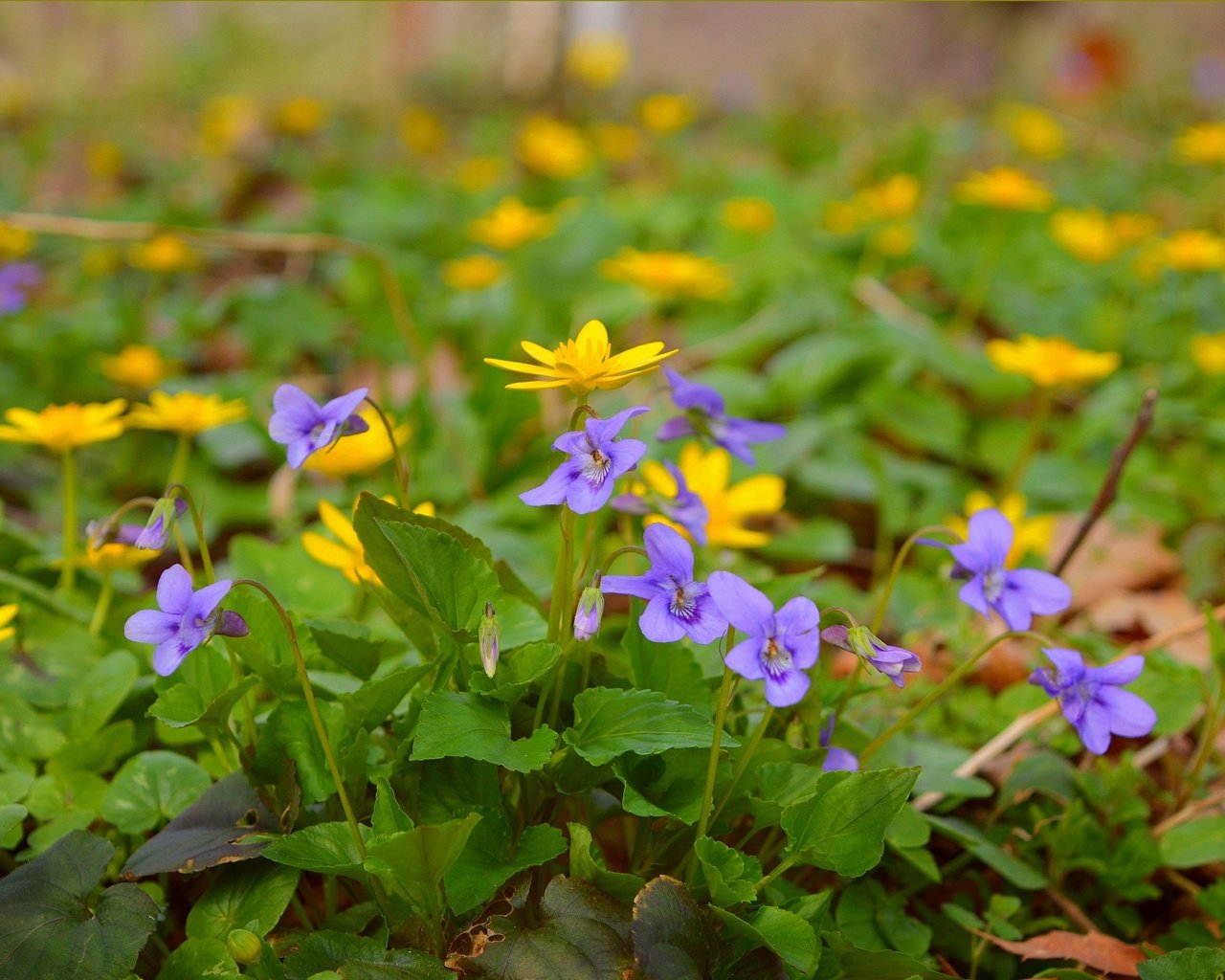 Обои цветы, весна, желтые, полевые цветы, фиолетовые, flowers, spring, yellow, wildflowers, purple разрешение 3004x1894 Загрузить