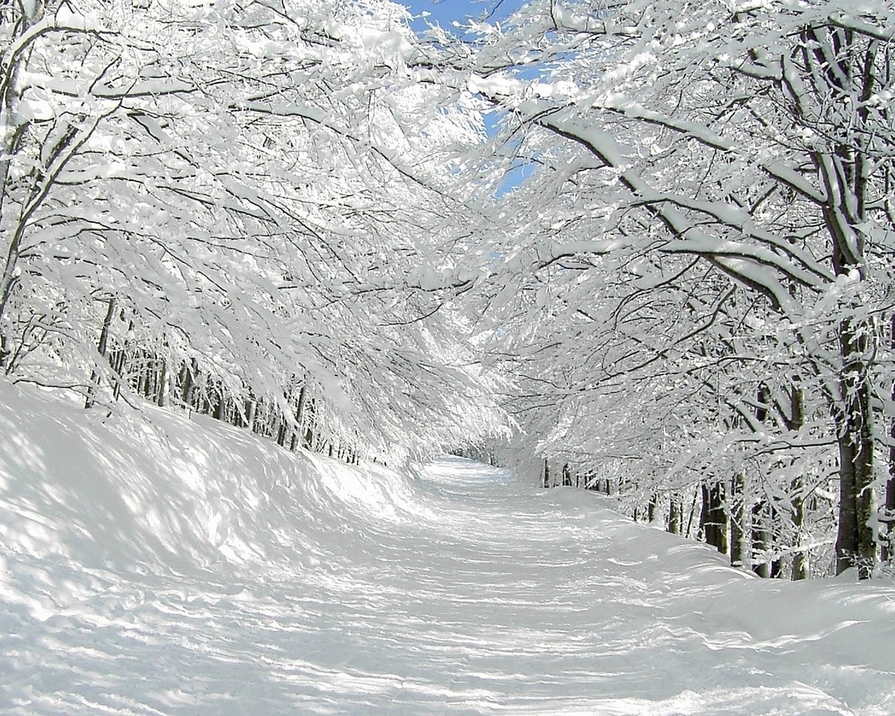 Обои дорога, деревья, снег, природа, зима, ветки, road, trees, snow, nature, winter, branches разрешение 1920x1080 Загрузить