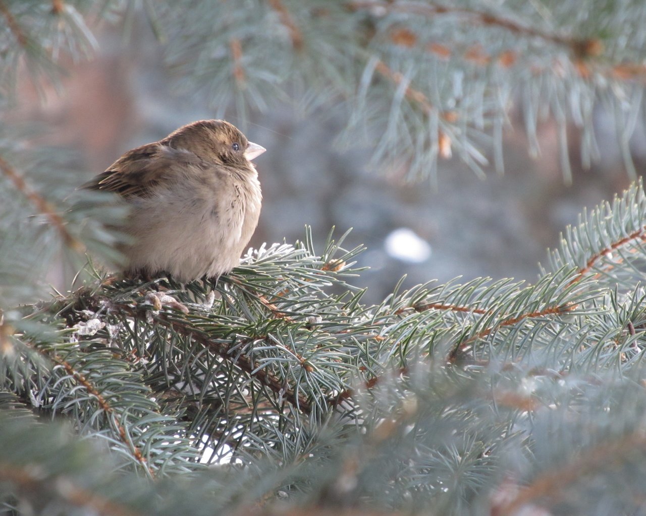 Обои дерево, хвоя, ветки, птица, ель, воробей, tree, needles, branches, bird, spruce, sparrow разрешение 4000x3000 Загрузить