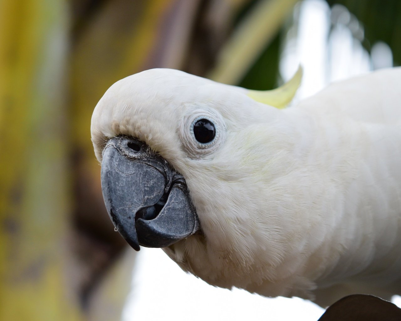 Обои взгляд, птица, клюв, попугай, какаду, look, bird, beak, parrot, cockatoo разрешение 4496x3000 Загрузить