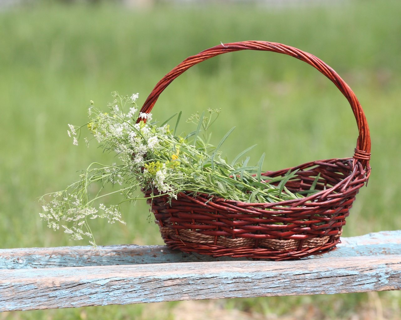 Обои фон, корзина, полевые цветы, лавочка, тысячелистник, background, basket, wildflowers, shop, yarrow разрешение 1920x1280 Загрузить