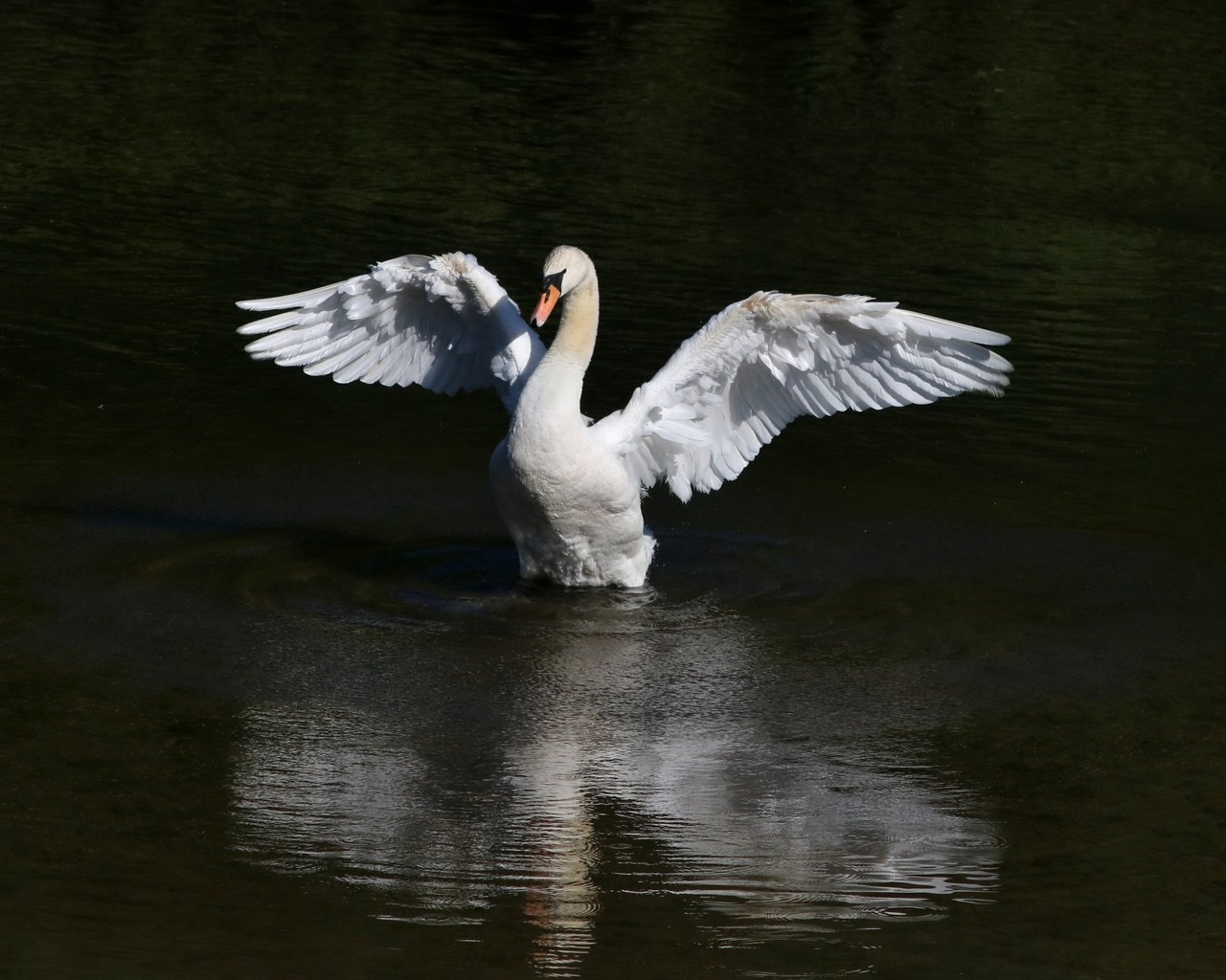 Обои вода, крылья, птица, клюв, перья, лебедь, water, wings, bird, beak, feathers, swan разрешение 3401x2669 Загрузить