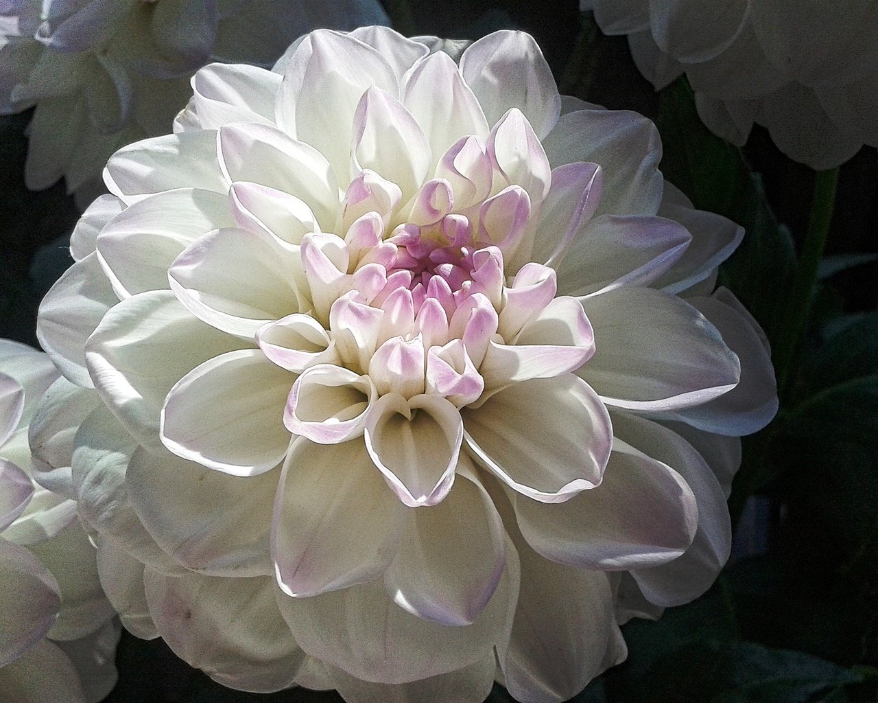 Обои макро, цветок, лепестки, белый, георгин, macro, flower, petals, white, dahlia разрешение 2560x1920 Загрузить