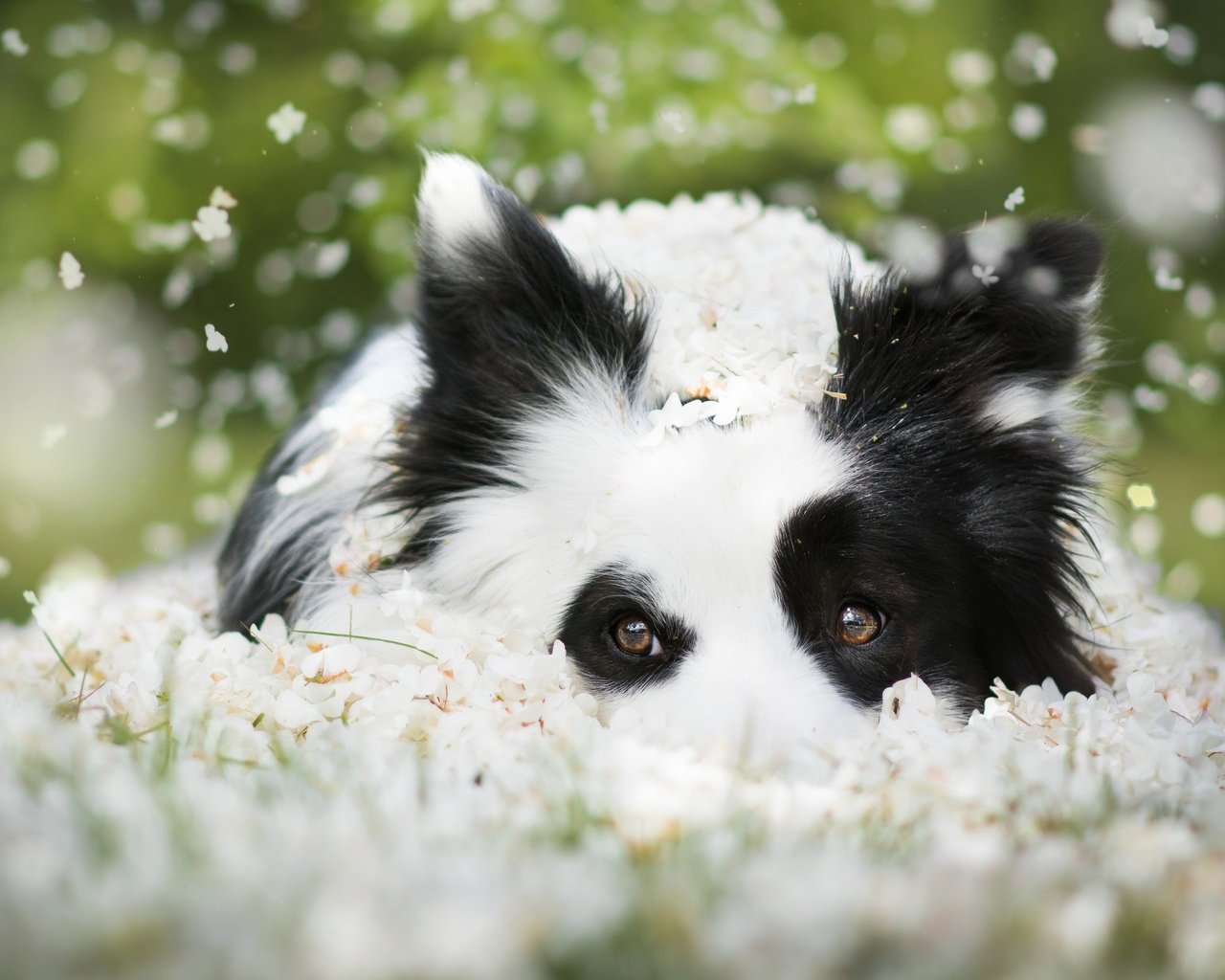 Обои морда, цветы, взгляд, собака, боке, бордер-колли, face, flowers, look, dog, bokeh, the border collie разрешение 2048x1226 Загрузить