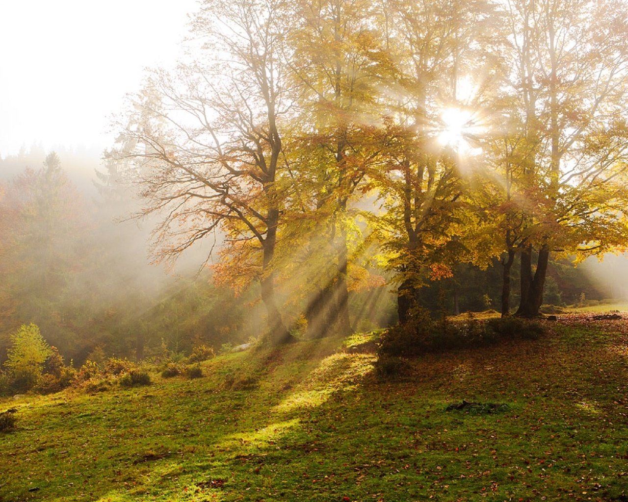 Обои деревья, туман, лучи солнца, осень, дымка, карпаты, vitaly ra, trees, fog, the rays of the sun, autumn, haze, carpathians разрешение 1920x1280 Загрузить