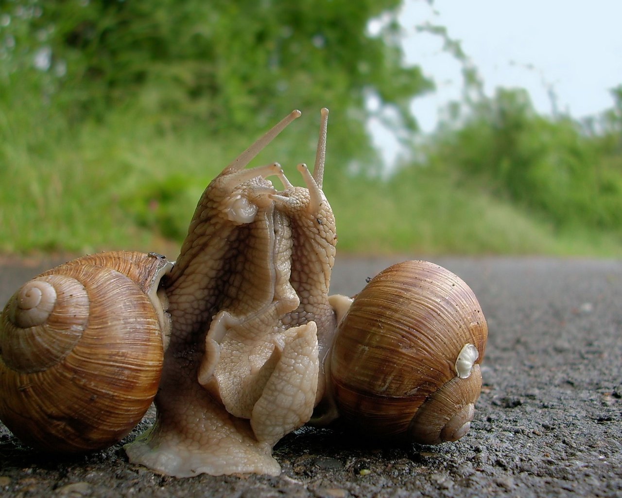 Обои отношения, улитки, виноградная улитка, relationship, snails, grape snail разрешение 2468x1626 Загрузить