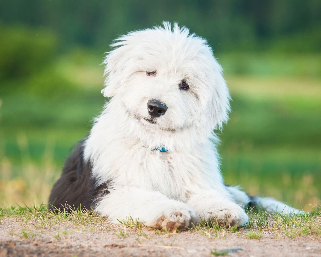 Обои собака, щенок, овчарка, бобтейл, староанглийская овчарка, dog, puppy, shepherd, bobtail, the old english sheepdog разрешение 1920x1200 Загрузить