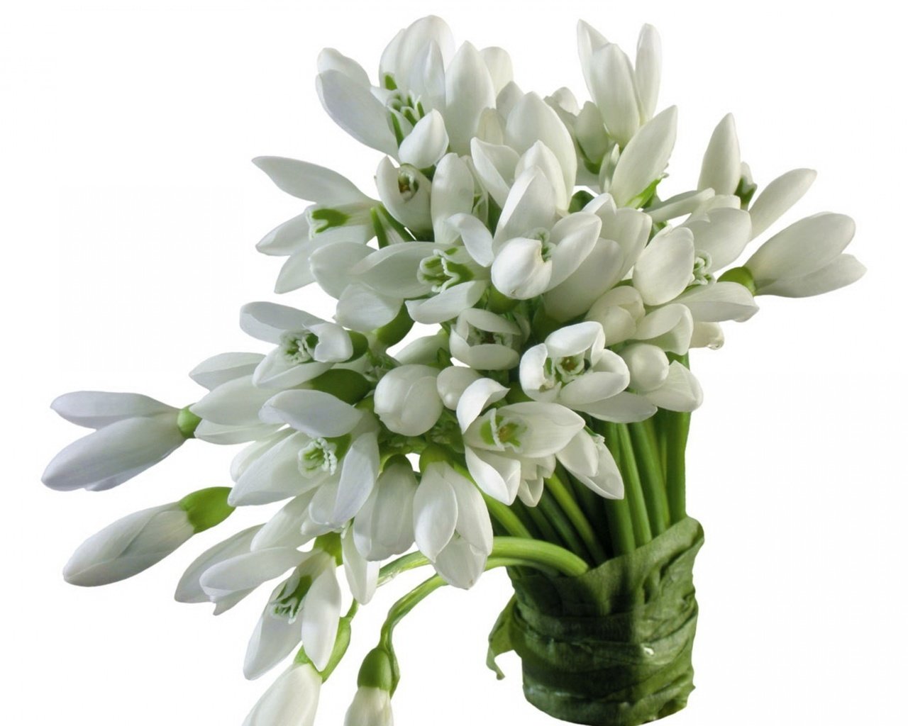 Обои цветы, весна, букет, белый фон, белые, подснежники, flowers, spring, bouquet, white background, white, snowdrops разрешение 3840x2400 Загрузить