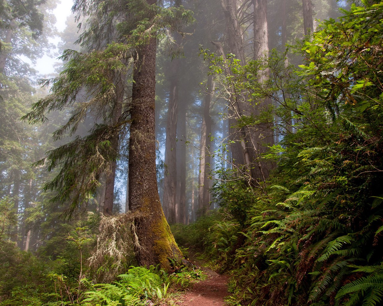 Обои природа, лес, тропа, папоротник,     деревья, nature, forest, trail, fern, trees разрешение 2000x1328 Загрузить