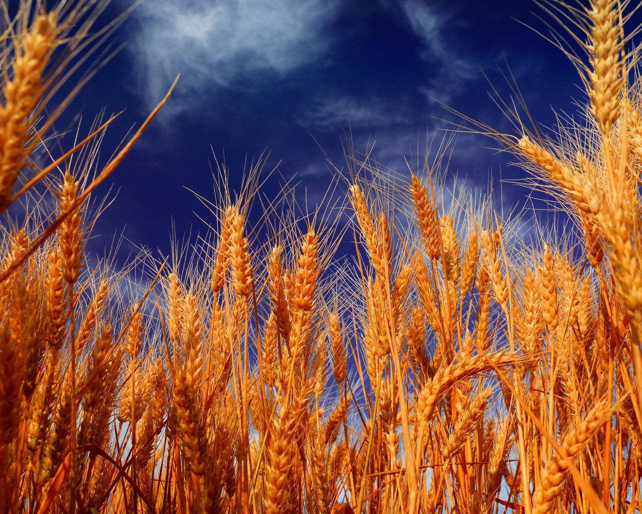 Обои небо, облака, природа, поле, колосья, пшеница, the sky, clouds, nature, field, ears, wheat разрешение 4500x3000 Загрузить