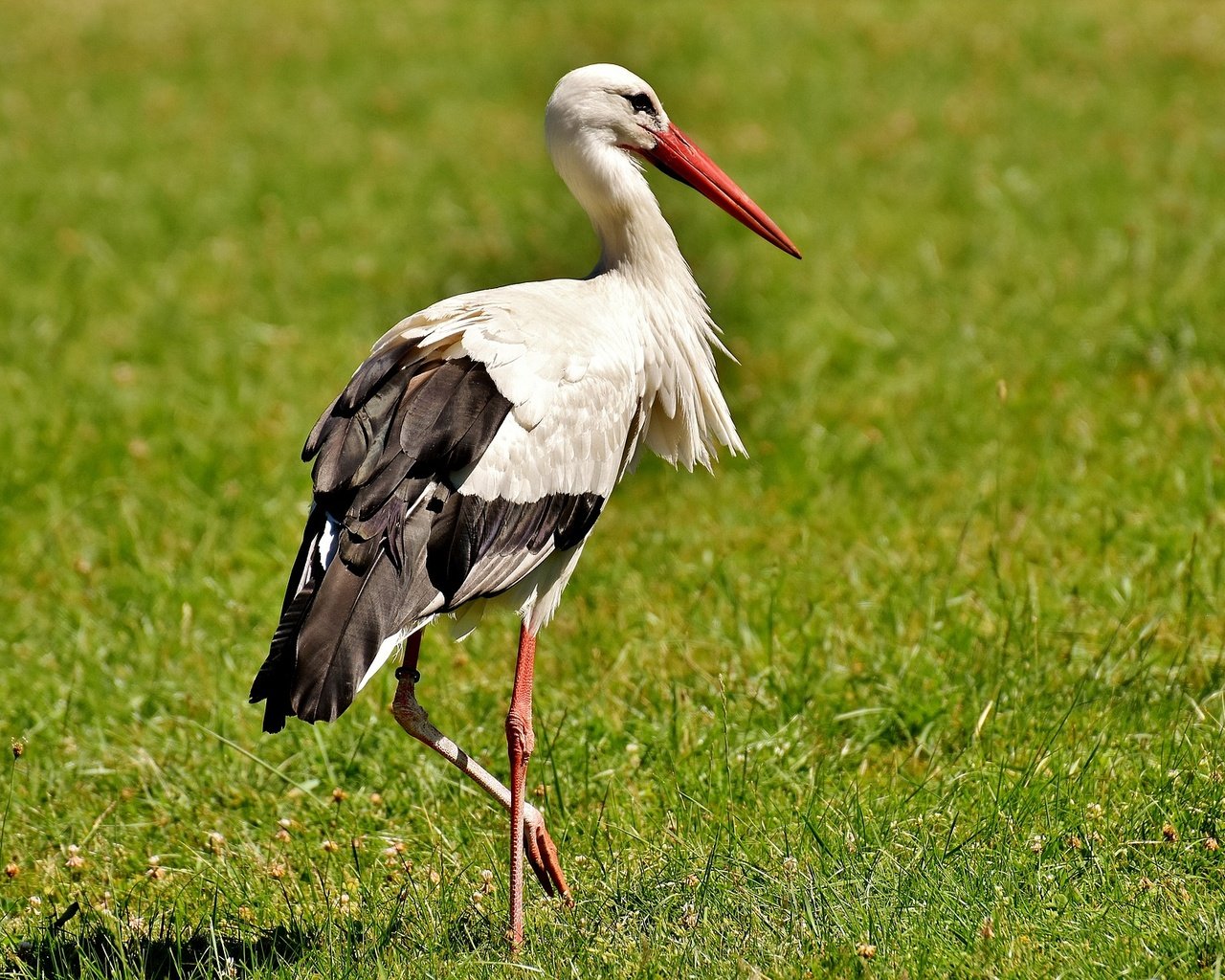 Обои трава, птица, клюв, перья, аист, белый аист, grass, bird, beak, feathers, stork разрешение 1920x1204 Загрузить