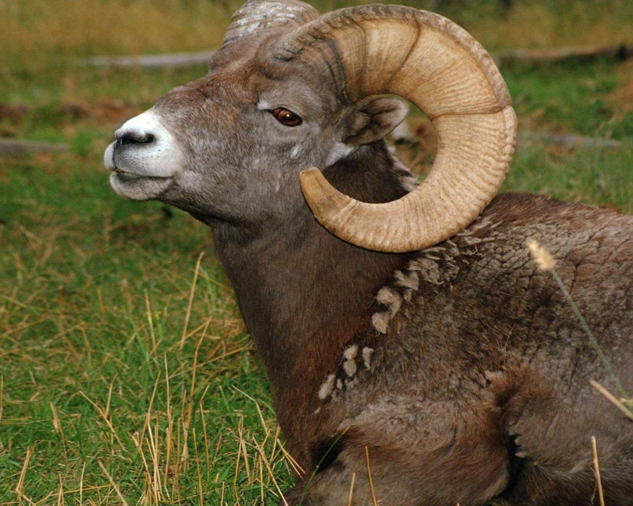 Обои трава, животное, рога, баран, grass, animal, horns, ram разрешение 1920x1080 Загрузить