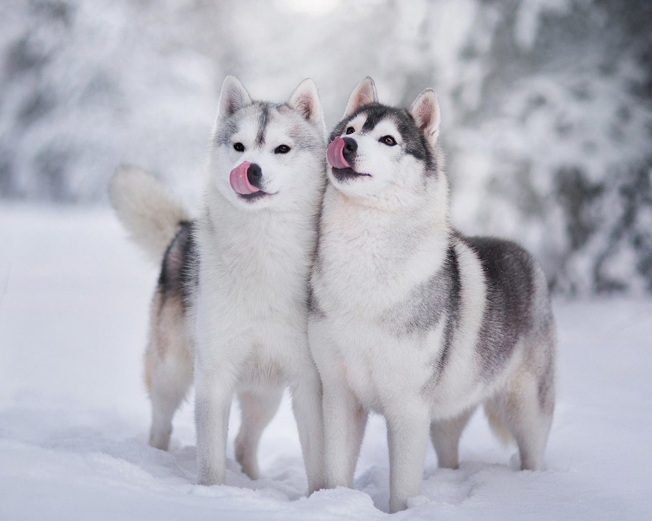 Обои снег, зима, хаски, щенки, собаки, snow, winter, husky, puppies, dogs разрешение 1920x1200 Загрузить