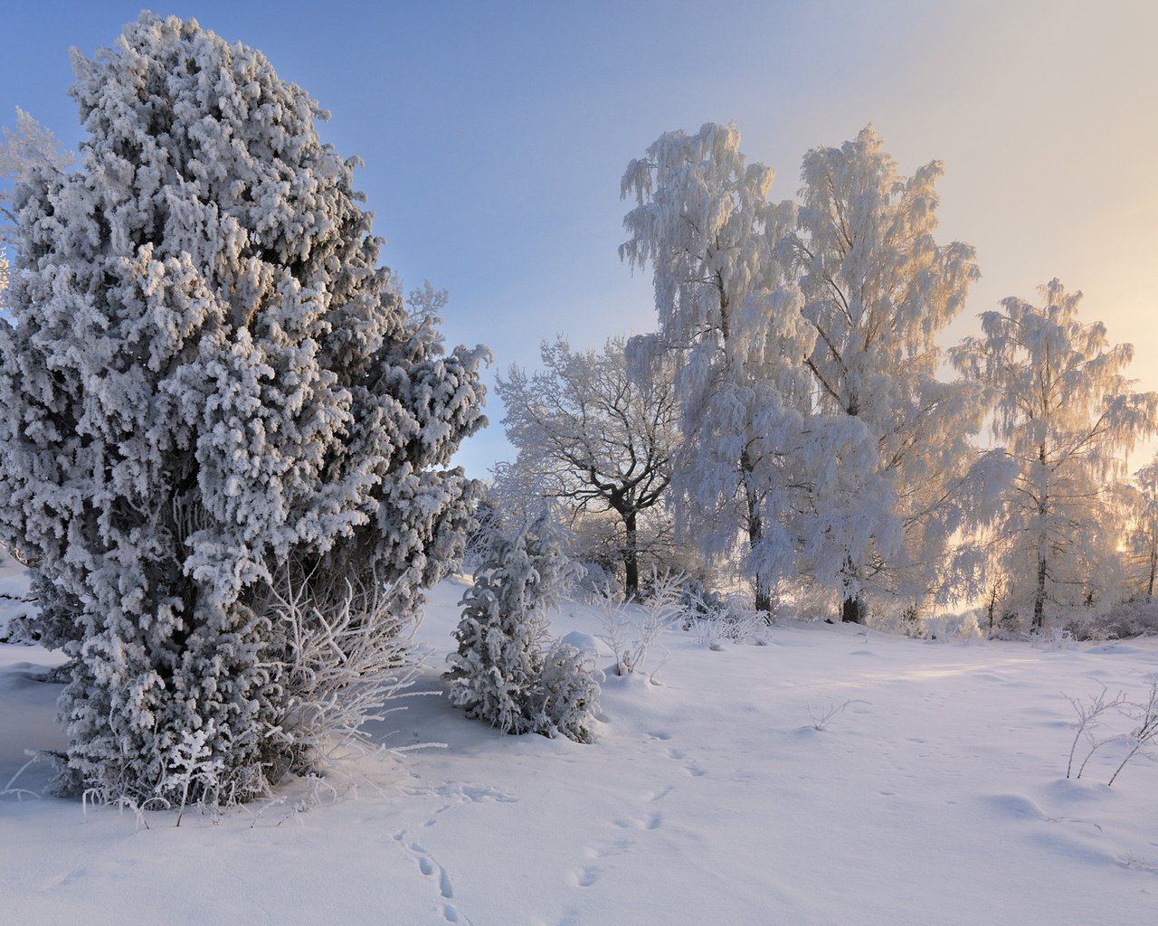 Обои деревья, снег, зима, пейзаж, иней, швеция,     деревья, trees, snow, winter, landscape, frost, sweden разрешение 1920x1200 Загрузить