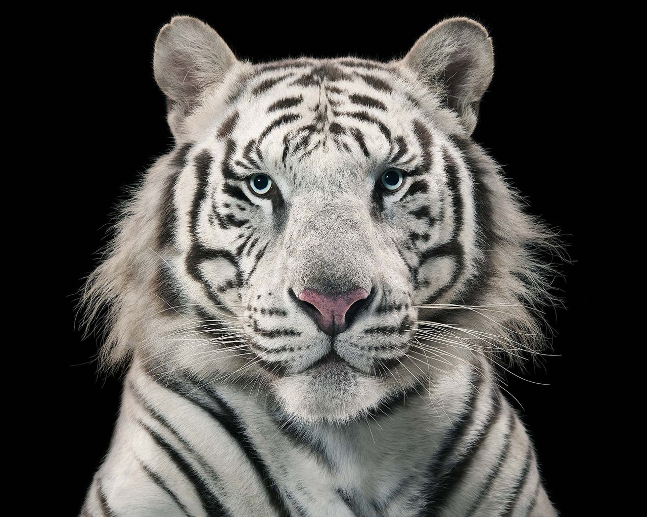 Обои тигр, черный фон, белый тигр, бенгальский, голубоглазый, tiger, black background, white tiger, bengal, blue-eyed разрешение 2560x1440 Загрузить