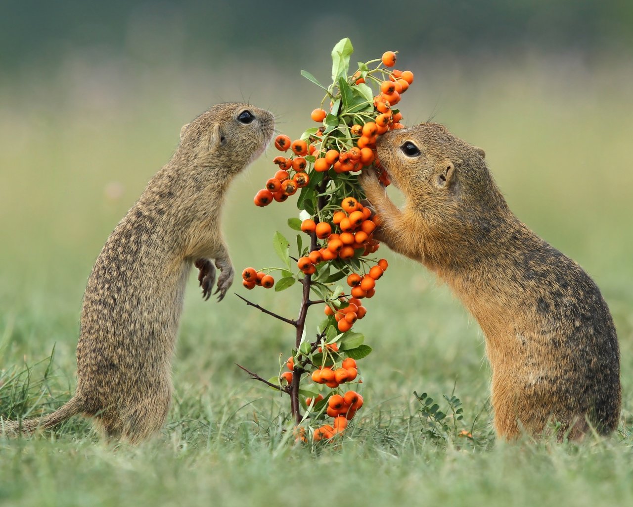 Обои трава, ягоды, рябина, грызуны, суслики, grass, berries, rowan, rodents, gophers разрешение 4886x2748 Загрузить