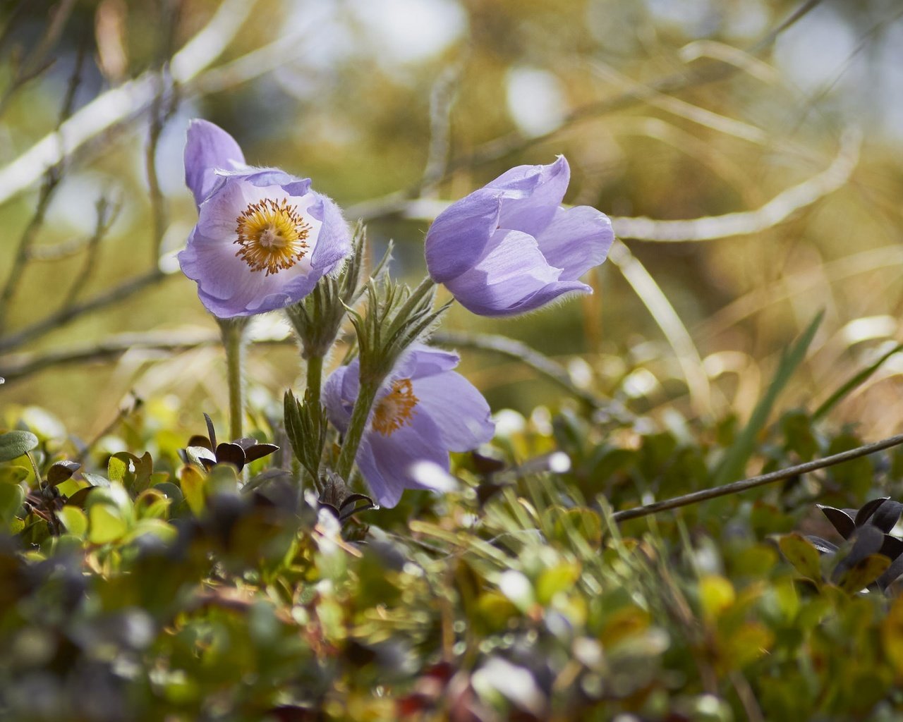 Обои трава, весна, анемон, сон-трава, прострел, grass, spring, anemone, sleep-grass, cross разрешение 2048x1365 Загрузить