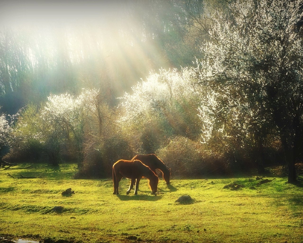 Обои трава, деревья, природа, весна, лошади, кони, солнечный свет, grass, trees, nature, spring, horse, horses, sunlight разрешение 1920x1275 Загрузить