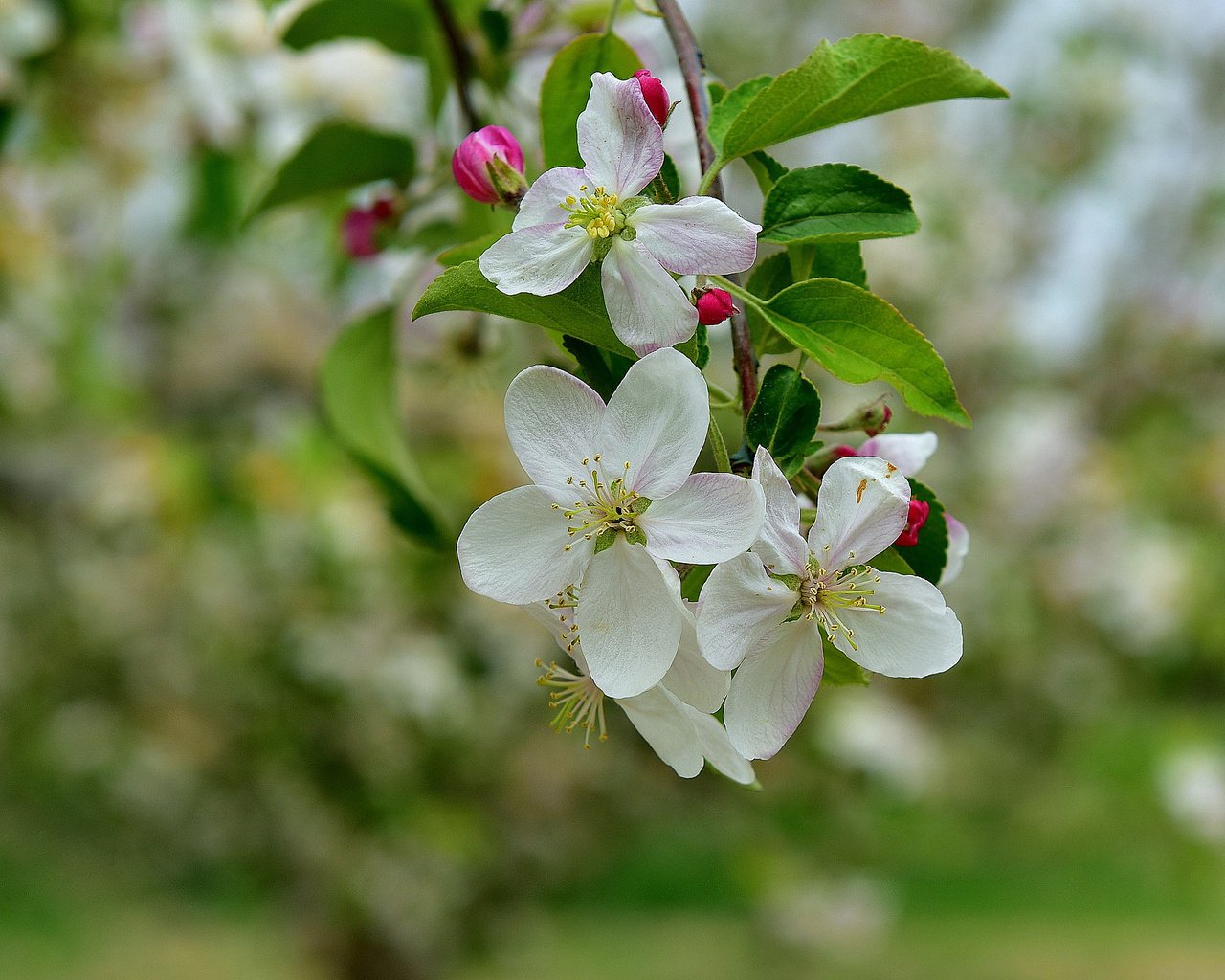 Обои ветка, дерево, цветение, весна, яблоня, branch, tree, flowering, spring, apple разрешение 2048x1372 Загрузить