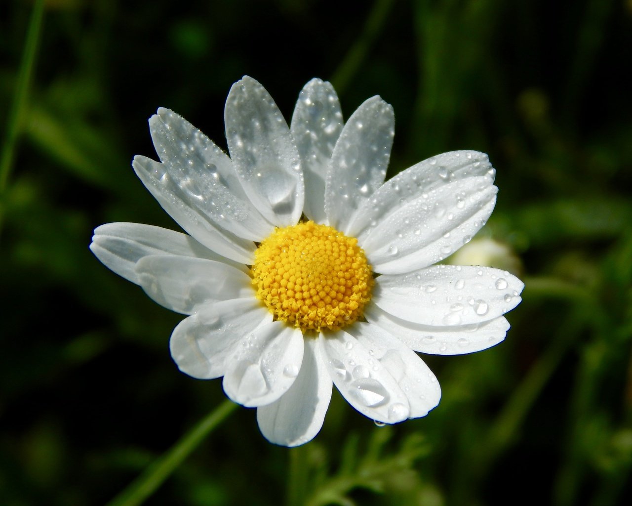 Обои вода, цветок, капли, лепестки, ромашка, белый цветок, water, flower, drops, petals, daisy, white flower разрешение 4608x3456 Загрузить