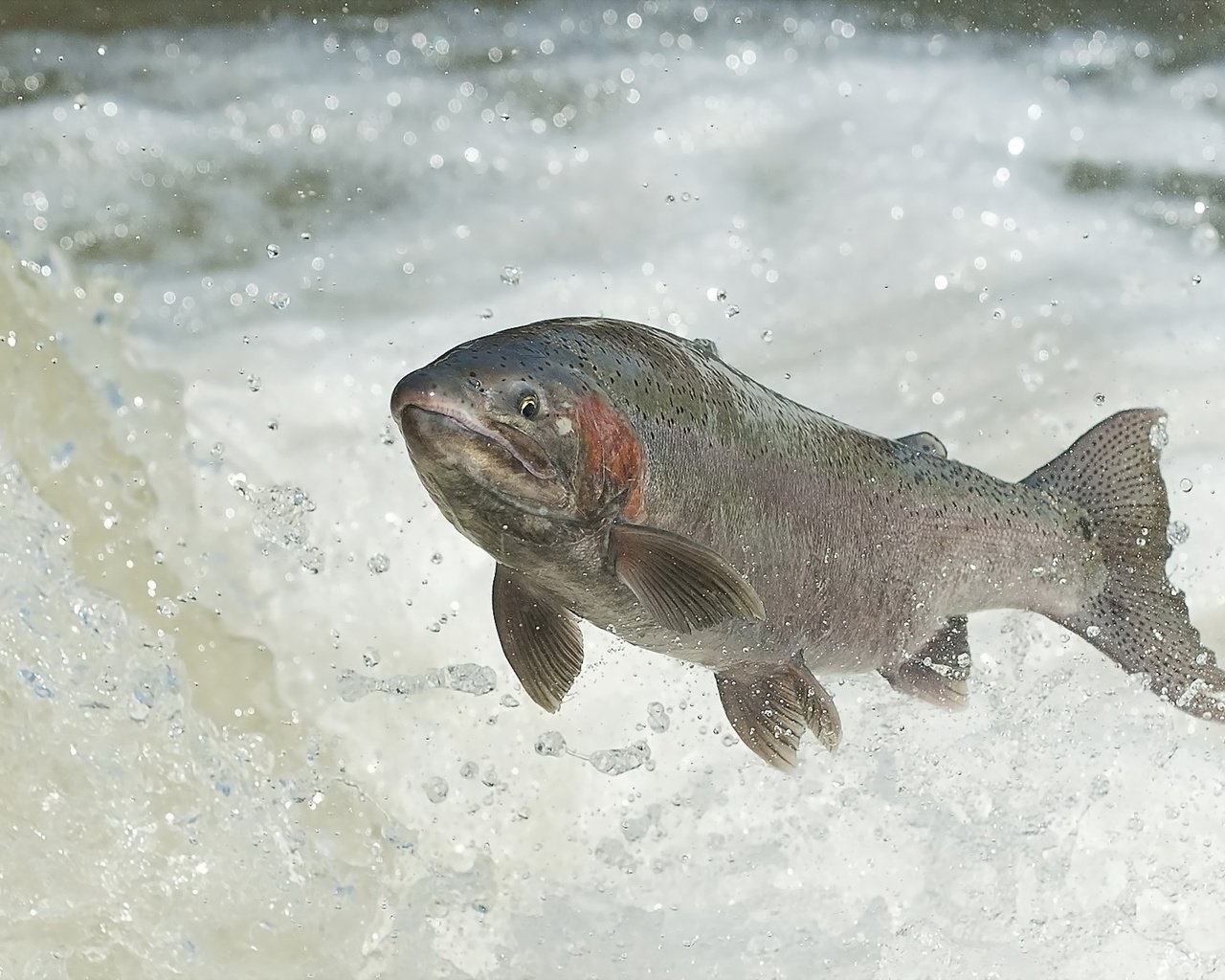 Обои вода, река, прыжок, рыба, каскад, лосось, нерест, water, river, jump, fish, cascade, salmon разрешение 2047x1189 Загрузить