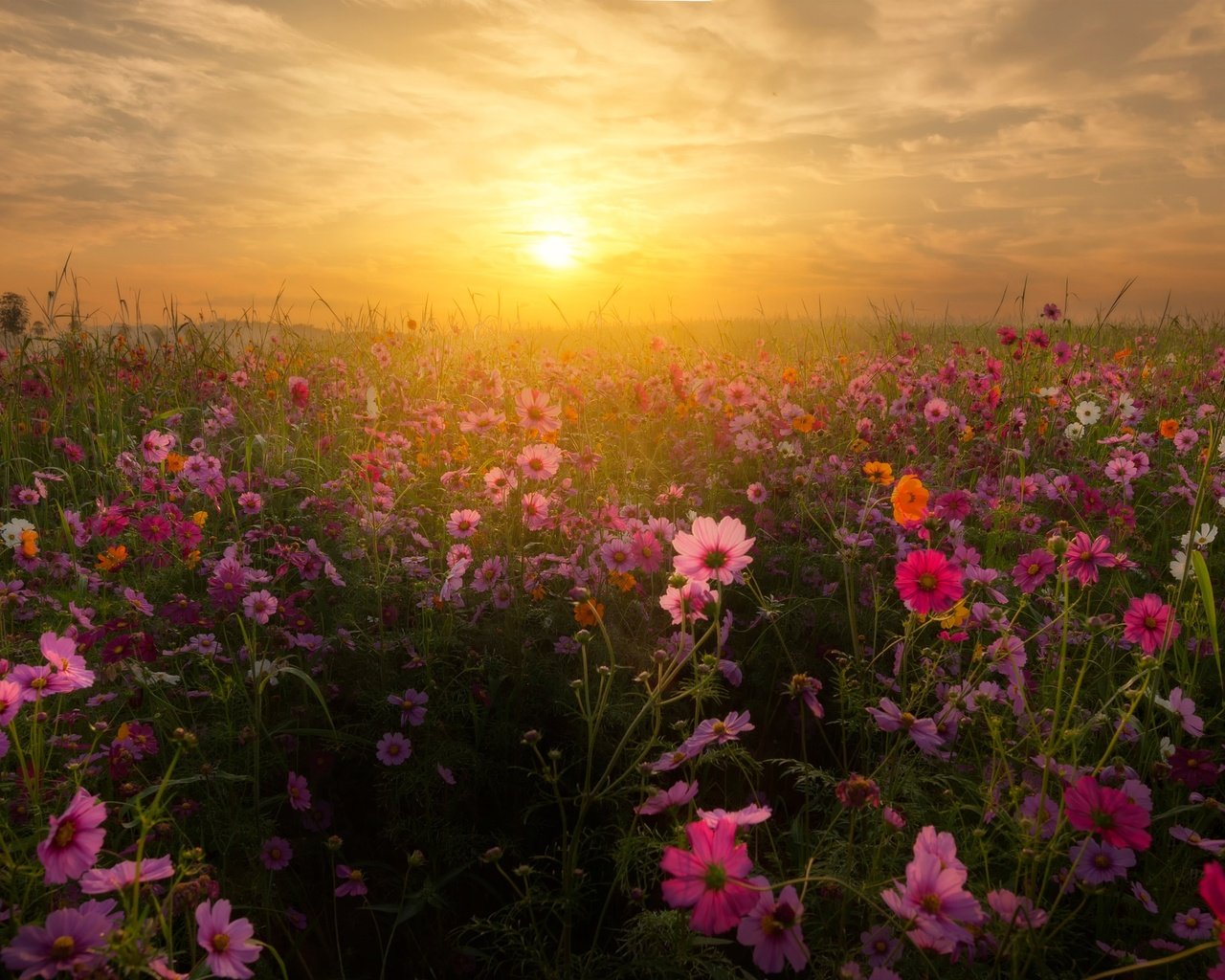 Обои небо, цветы, облака, восход, солнце, закат, пейзаж, космея, the sky, flowers, clouds, sunrise, the sun, sunset, landscape, kosmeya разрешение 3840x2160 Загрузить