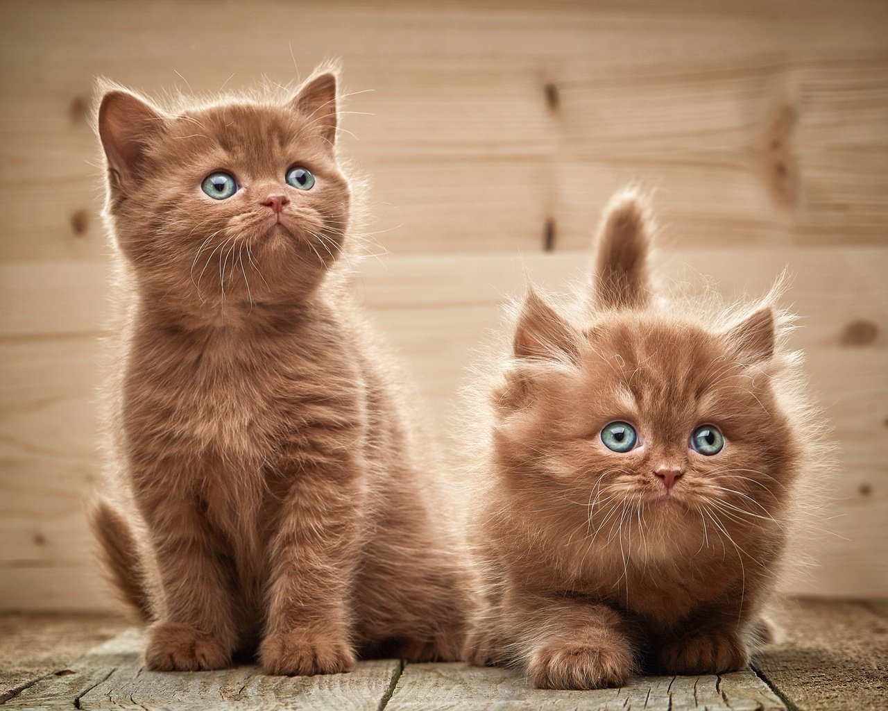 Обои взгляд, котята, двое, look, kittens, two разрешение 3872x3195 Загрузить