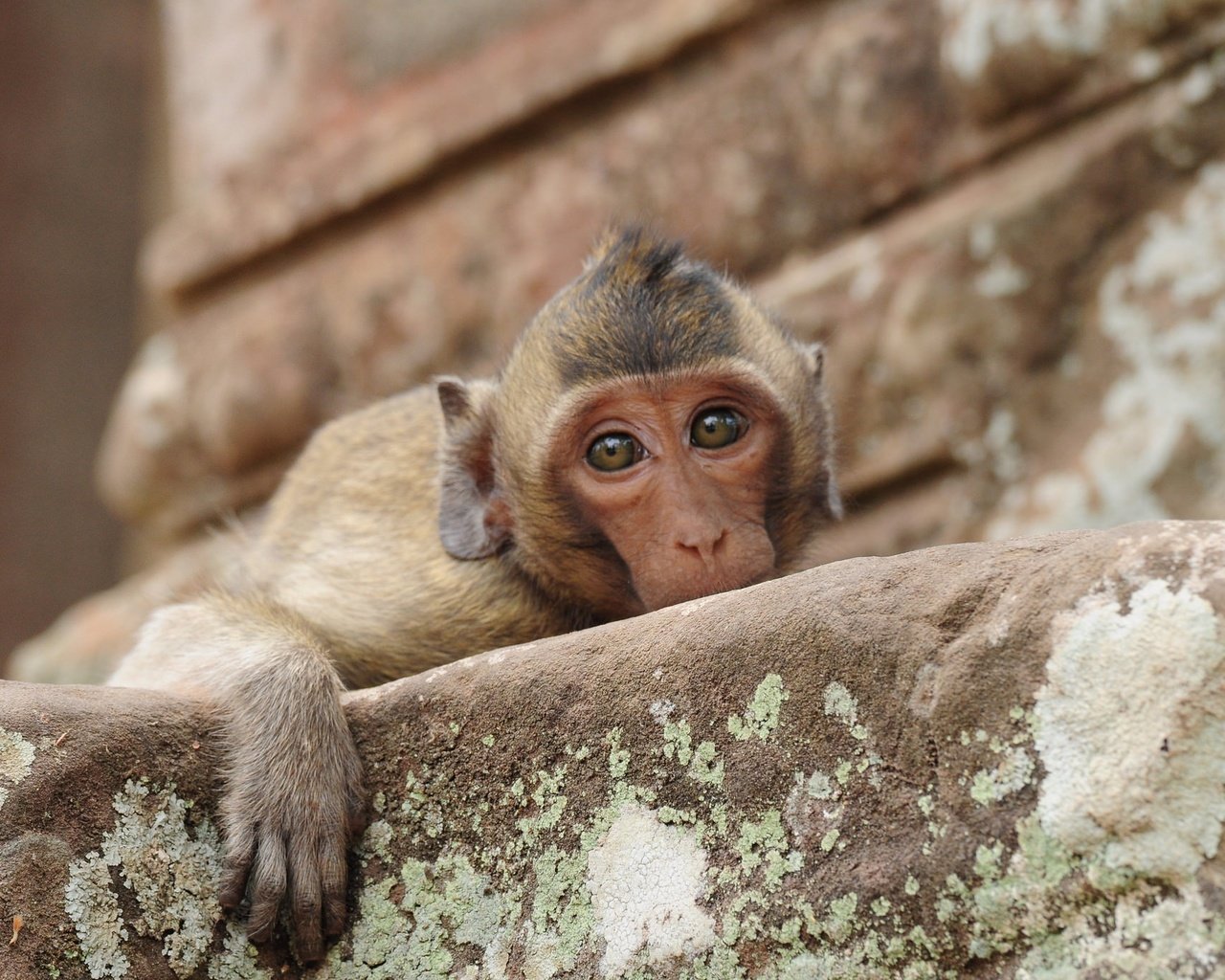 Обои морда, грусть, взгляд, обезьяна, печаль, макака, face, sadness, look, monkey разрешение 2048x1372 Загрузить