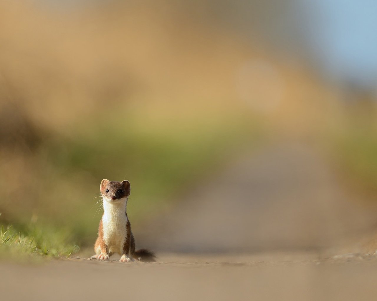 Обои природа, хищник, зверек, куница, горностай, nature, predator, animal, marten, ermine разрешение 1920x1200 Загрузить