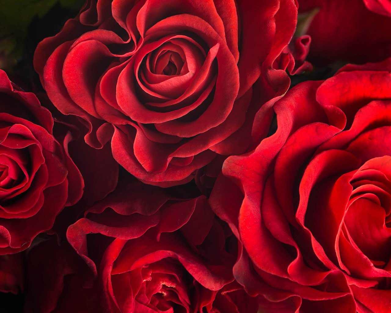 Обои цветы, розы, лепестки, красные розы, flowers, roses, petals, red roses разрешение 1920x1200 Загрузить