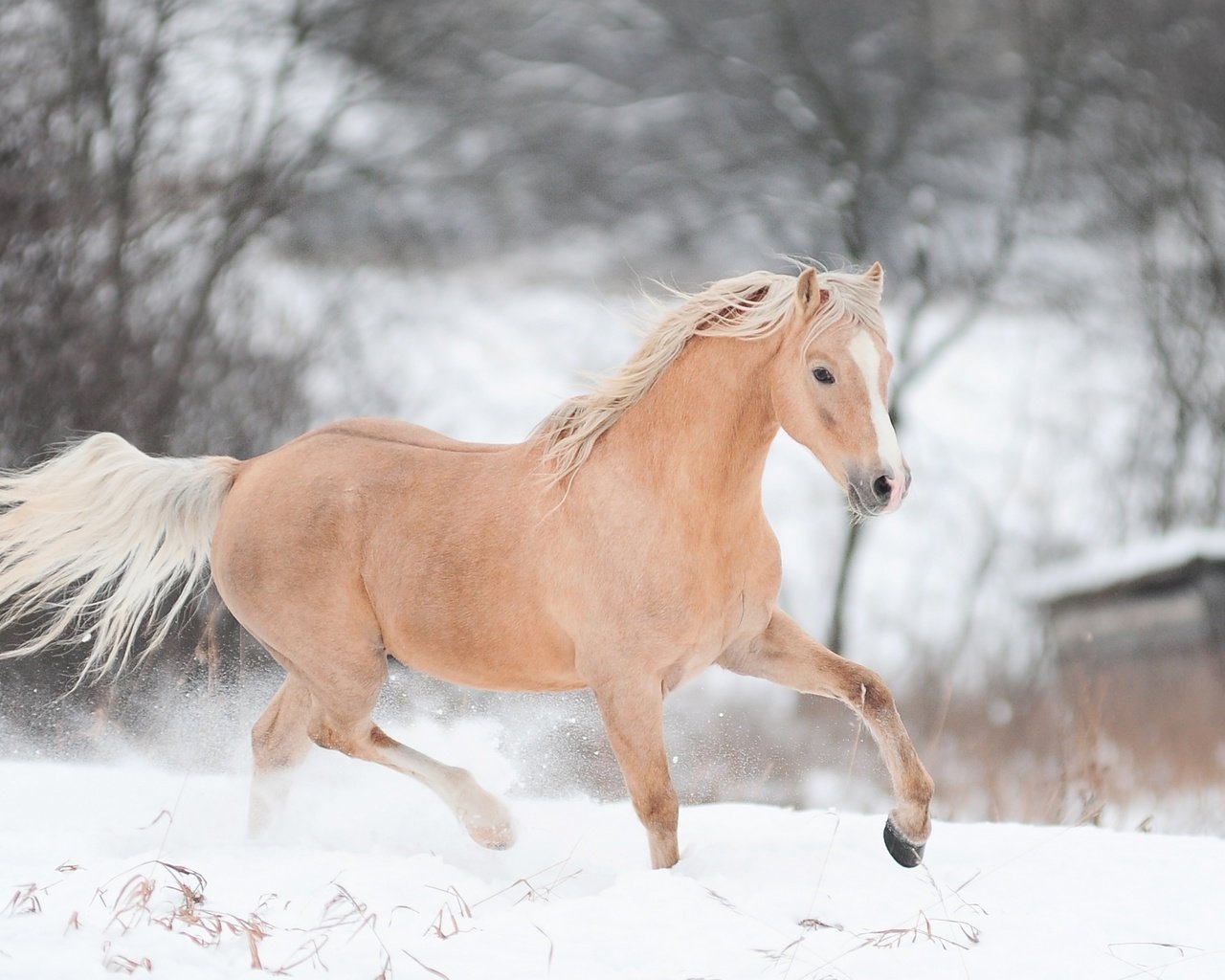 Обои лошадь, снег, зима, конь, бег, horse, snow, winter, running разрешение 2880x1800 Загрузить