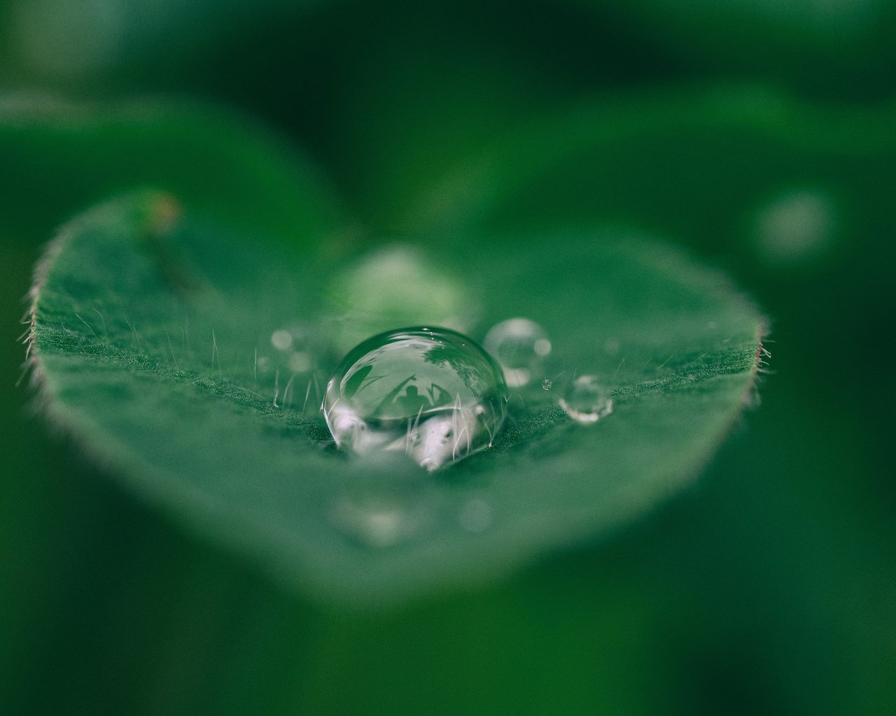 Обои вода, макро, капли, капля, лист, растение, лист.капля, water, macro, drops, drop, sheet, plant, sheet.drop разрешение 3840x2400 Загрузить