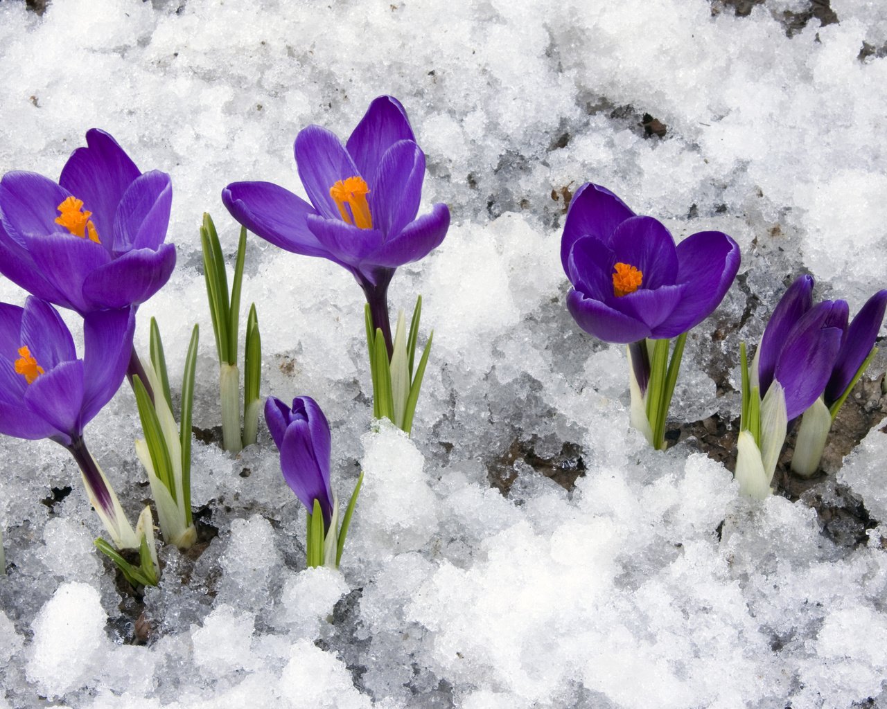 Обои цветы, снег, весна, крокусы, первоцветы, flowers, snow, spring, crocuses, primroses разрешение 3840x2400 Загрузить