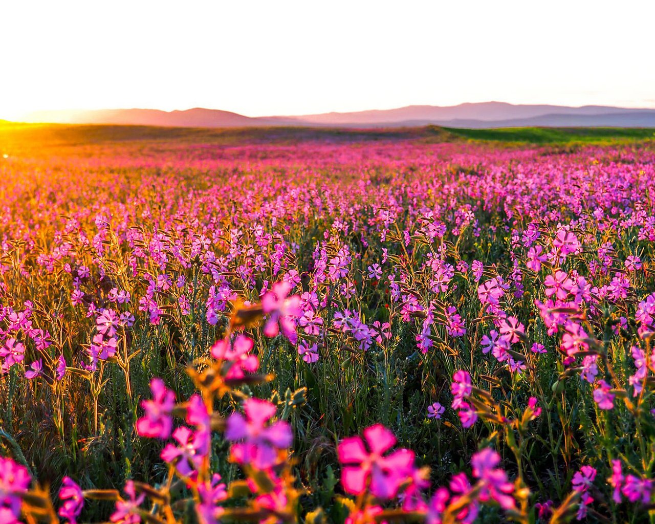 Обои цветы, природа, утро, поле, горизонт, рассвет, flowers, nature, morning, field, horizon, dawn разрешение 1920x1080 Загрузить