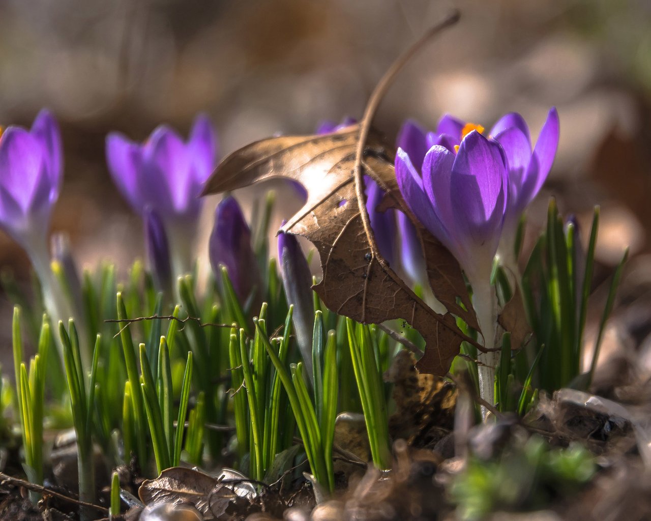 Обои цветы, весна, крокусы, flowers, spring, crocuses разрешение 2560x1600 Загрузить