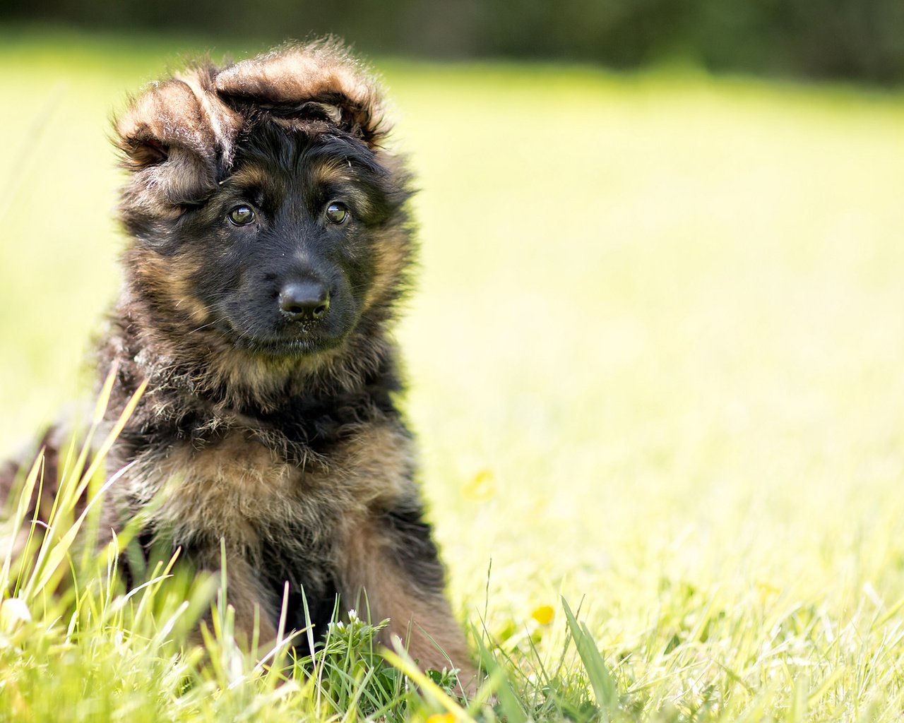 Обои собака, щенок, немецкая овчарка, длинник, dog, puppy, german shepherd, the longitudinal axis of the разрешение 1920x1200 Загрузить